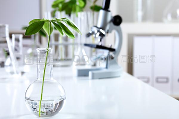 生物学实验室中的绿色植物 自然科学研究的绿色引擎
