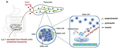 中国科学家首次发现 肠道菌溶解物是胰岛素的“通行证”