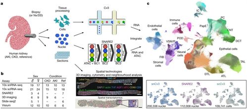 Nature新研究构建出迄今为止最全面的人类肾脏组织图谱